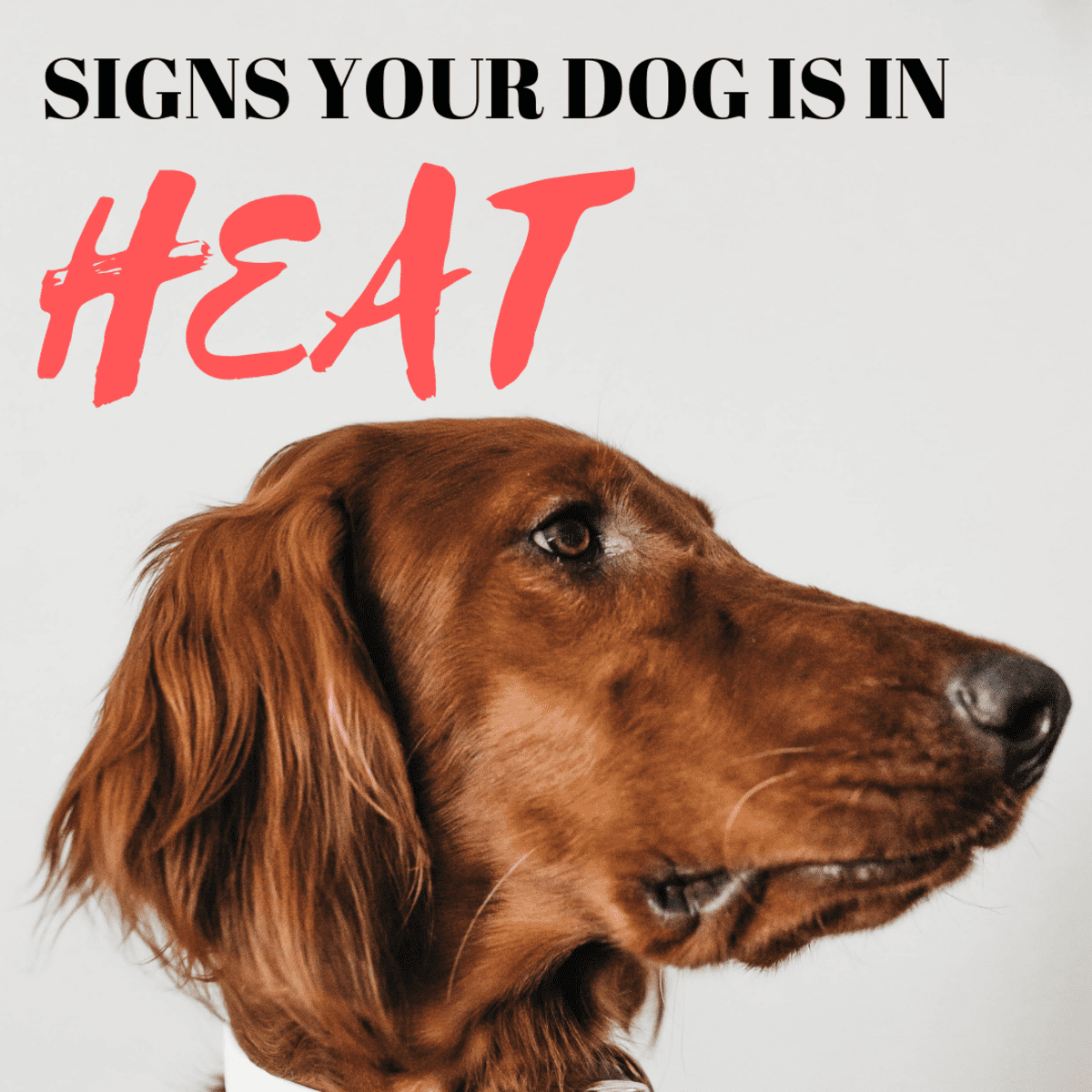 how do you tell when a dog is in heat