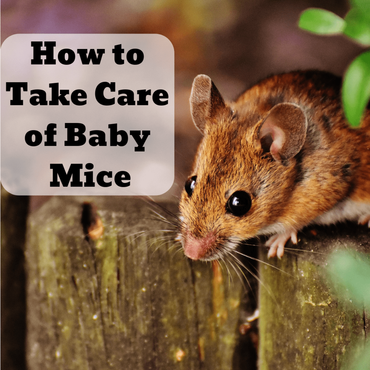 Print Artistic passionate How to Care for Baby Mice Found in the Wild - PetHelpful