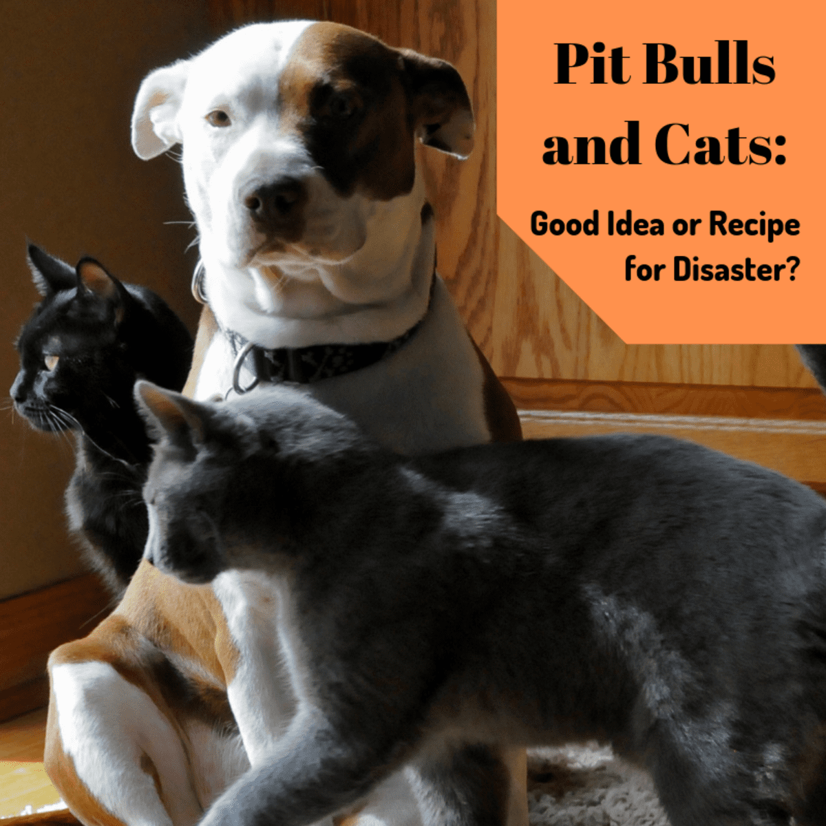 Cute Pittie Pitbull Lover Adopt Don't Shop Cats and Dogs Cute Kitty Cat Mom Pitbull Gift Pitbull Mom Pittie and Kitty Mug