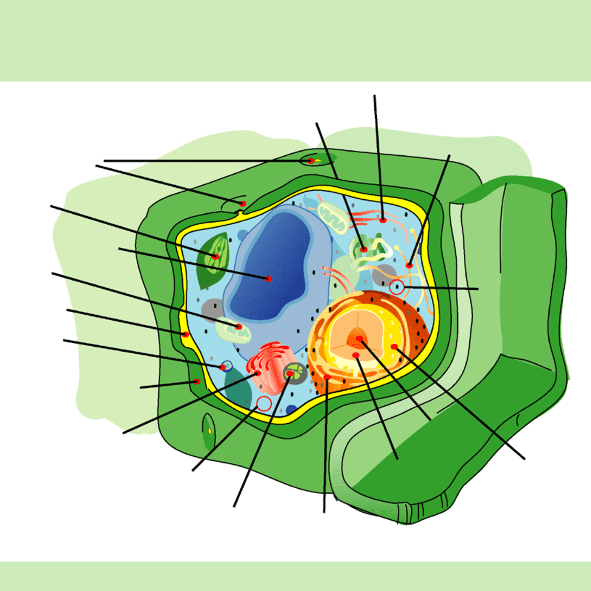 Structure of a Plant Cell: A Visual Guide - Owlcation