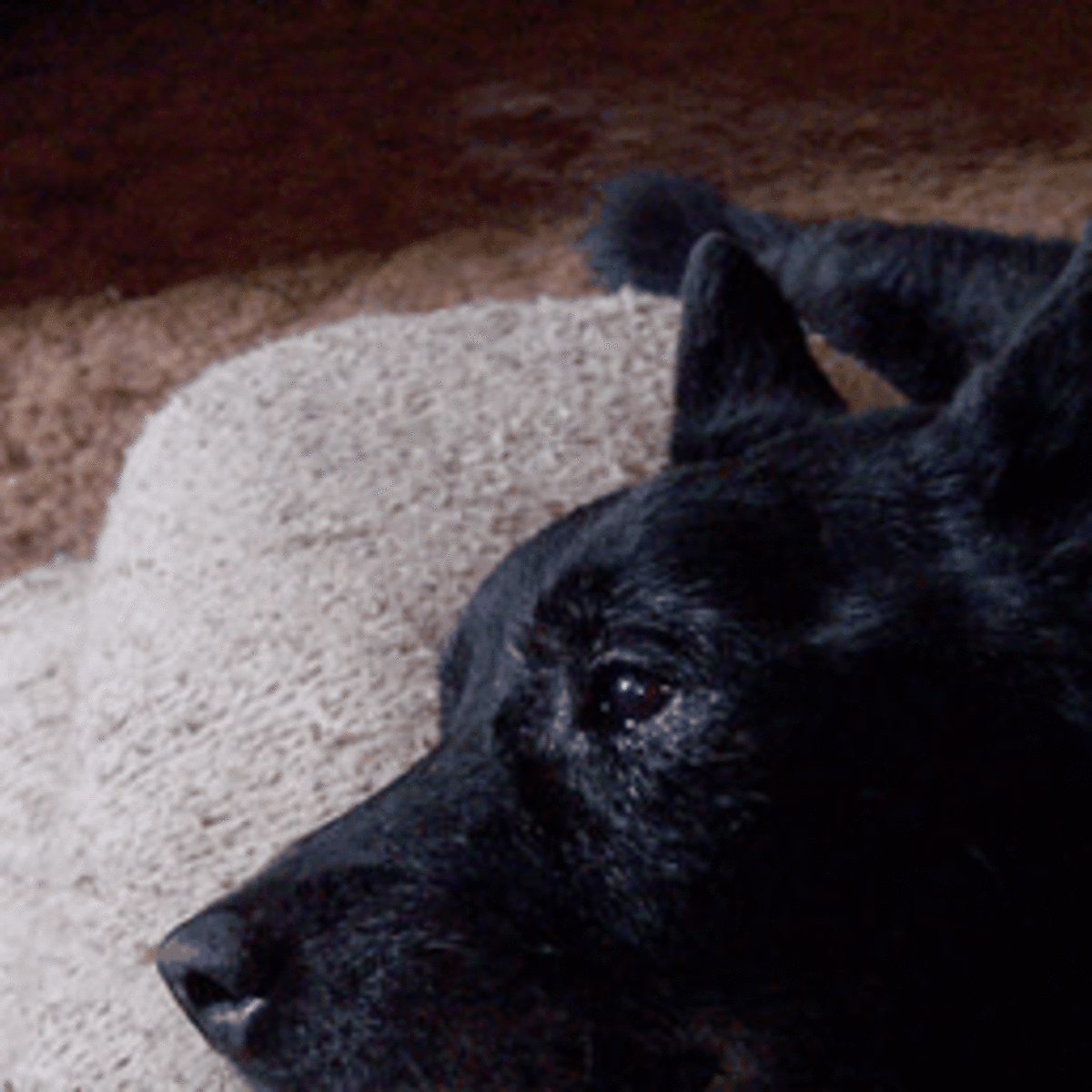 Dog Euthanasia: Putting a Dog to Sleep at Home - PetHelpful