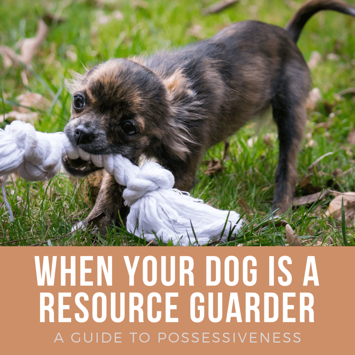 will my puppy outgrow resource guarding