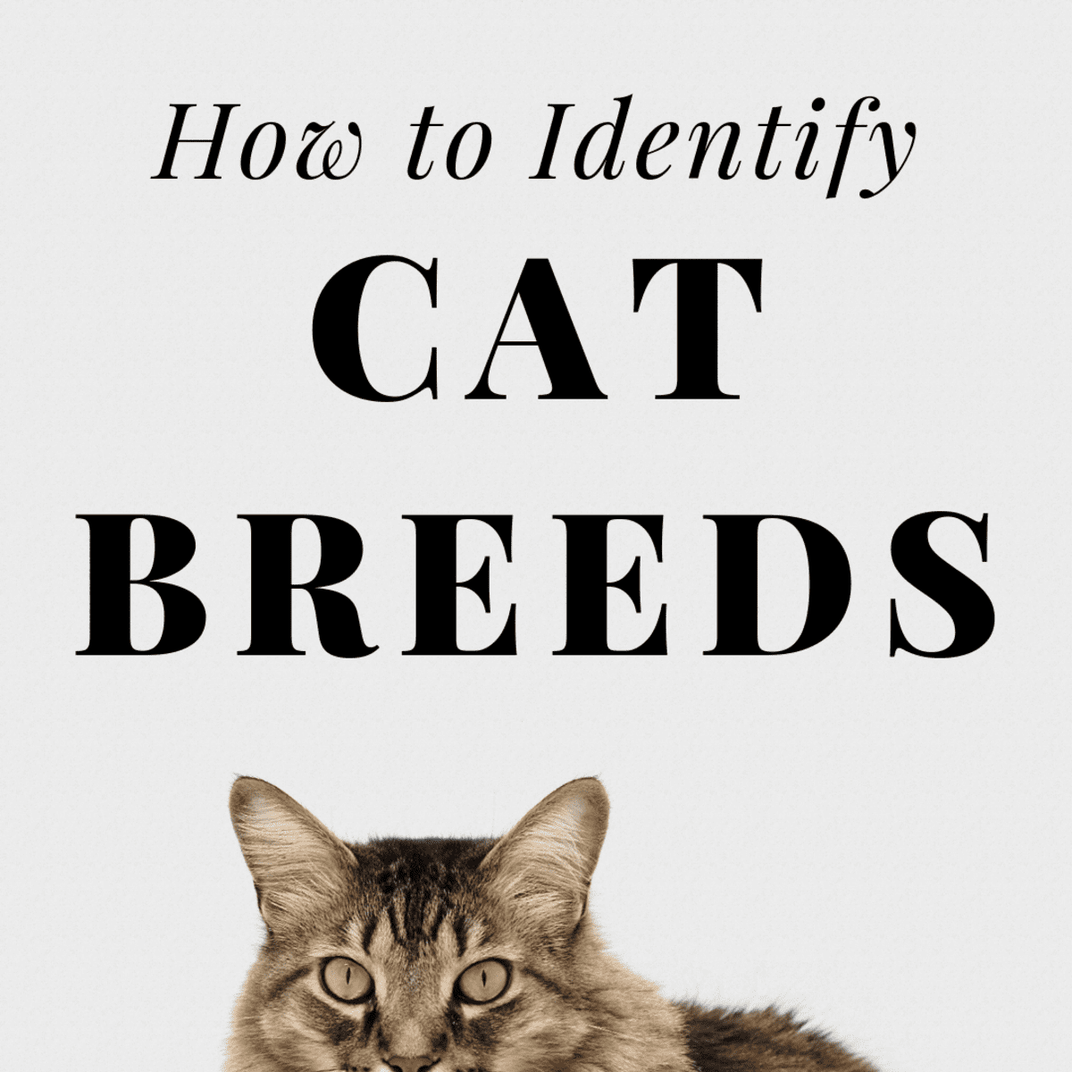 How to Identify Cat Breeds: From Ear Tufts to Fluffy Tails - PetHelpful