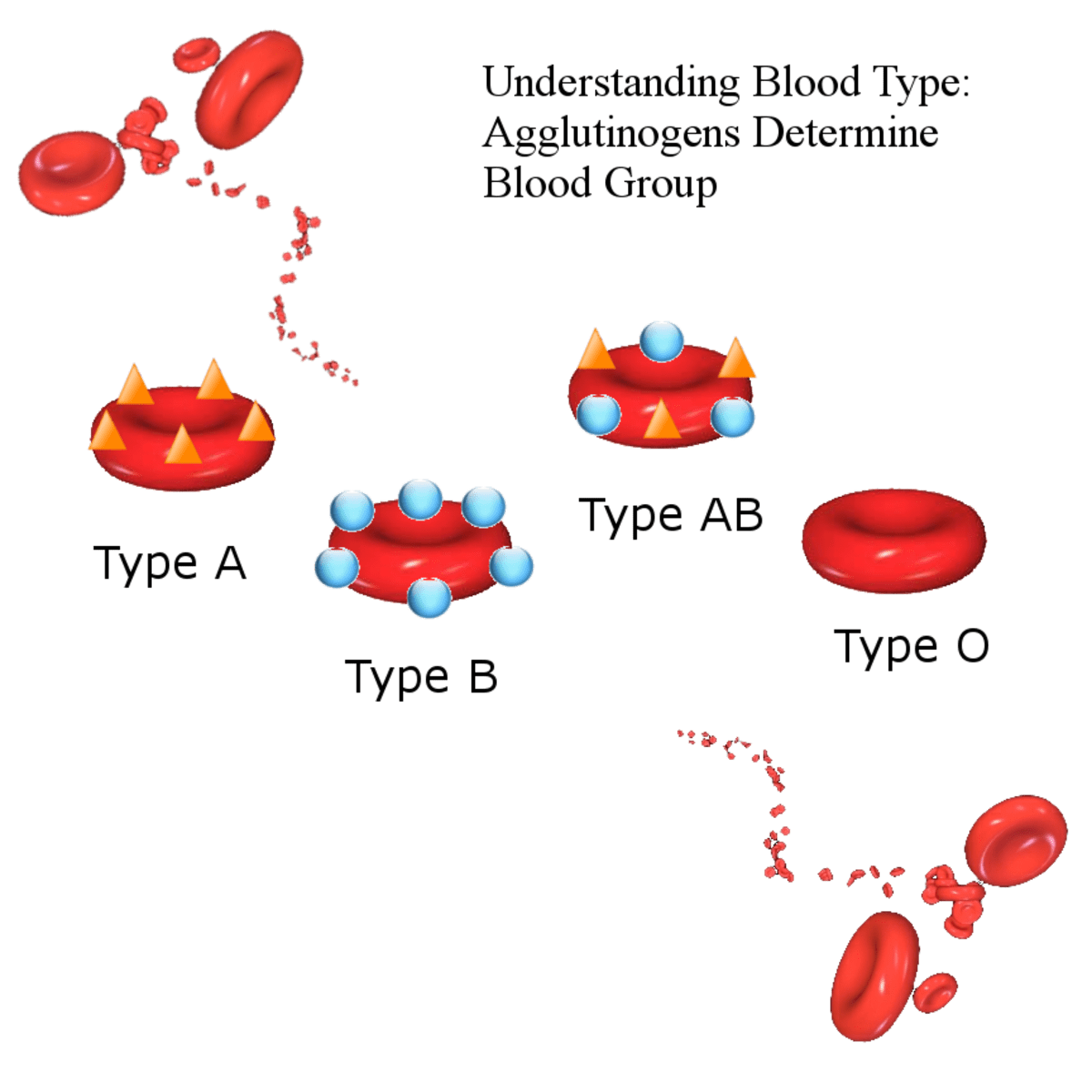 Blood Types: History, Genetics, and Percentages Around the World - Owlcation