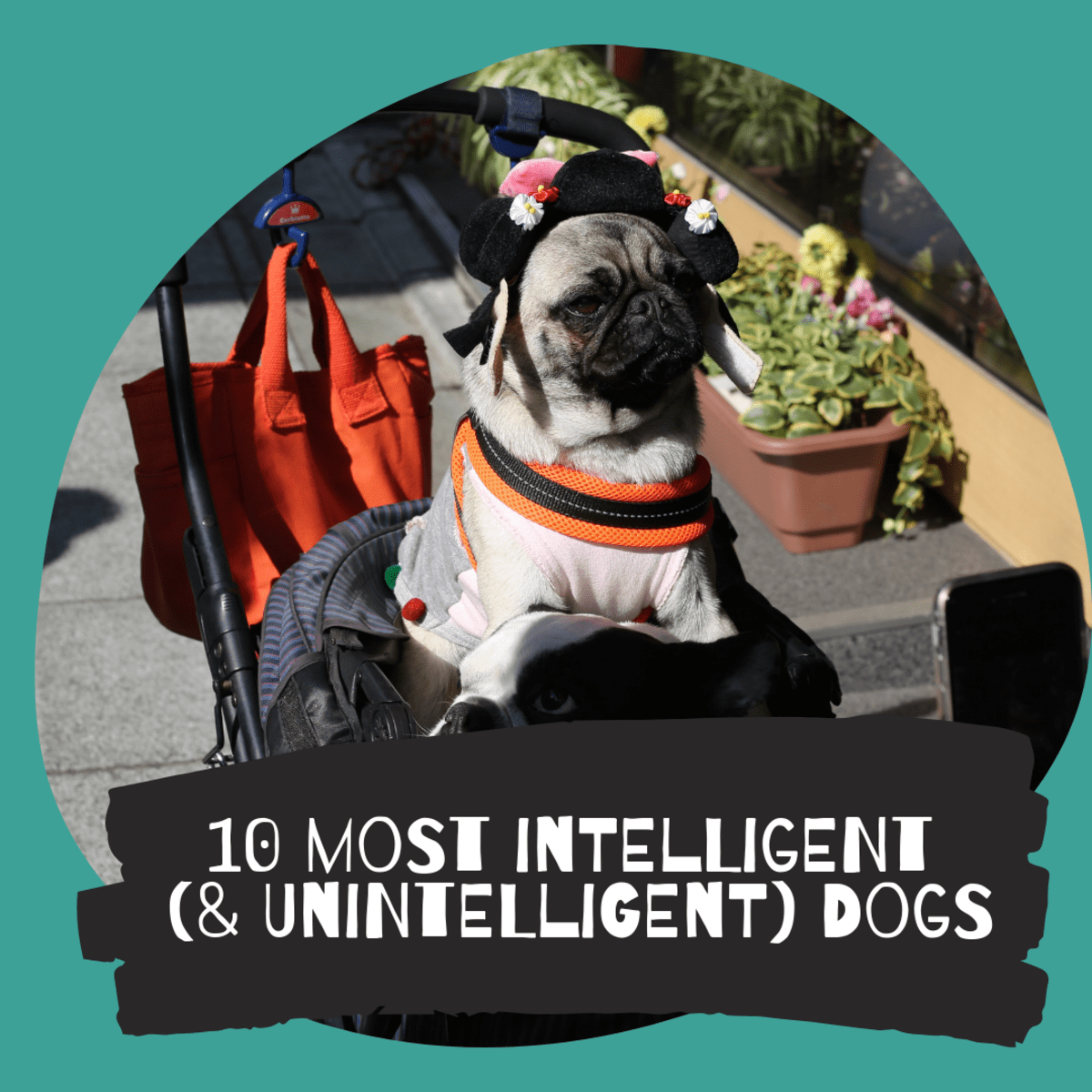 Top 10 Most Intelligent Dog Breeds: Really? - PetHelpful