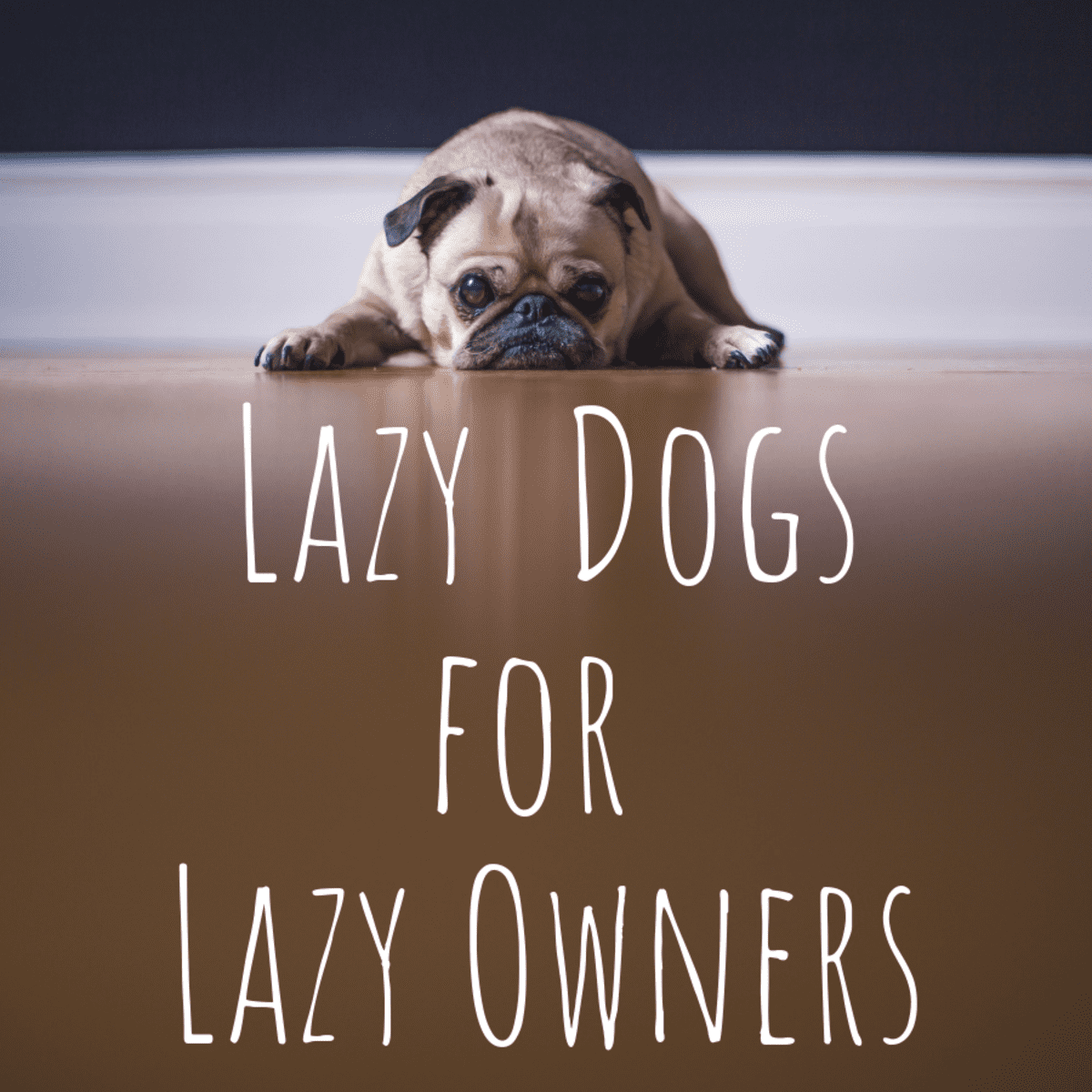 whats the best dog for a lazy person