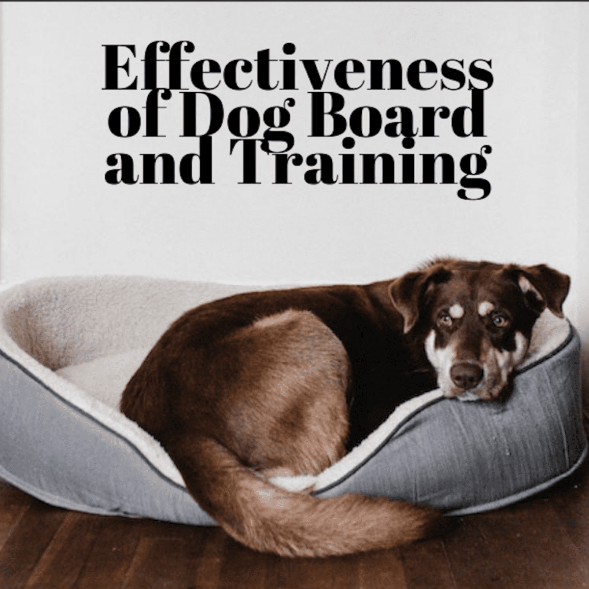 Effectiveness Of Dog Board And Train Programs Pethelpful