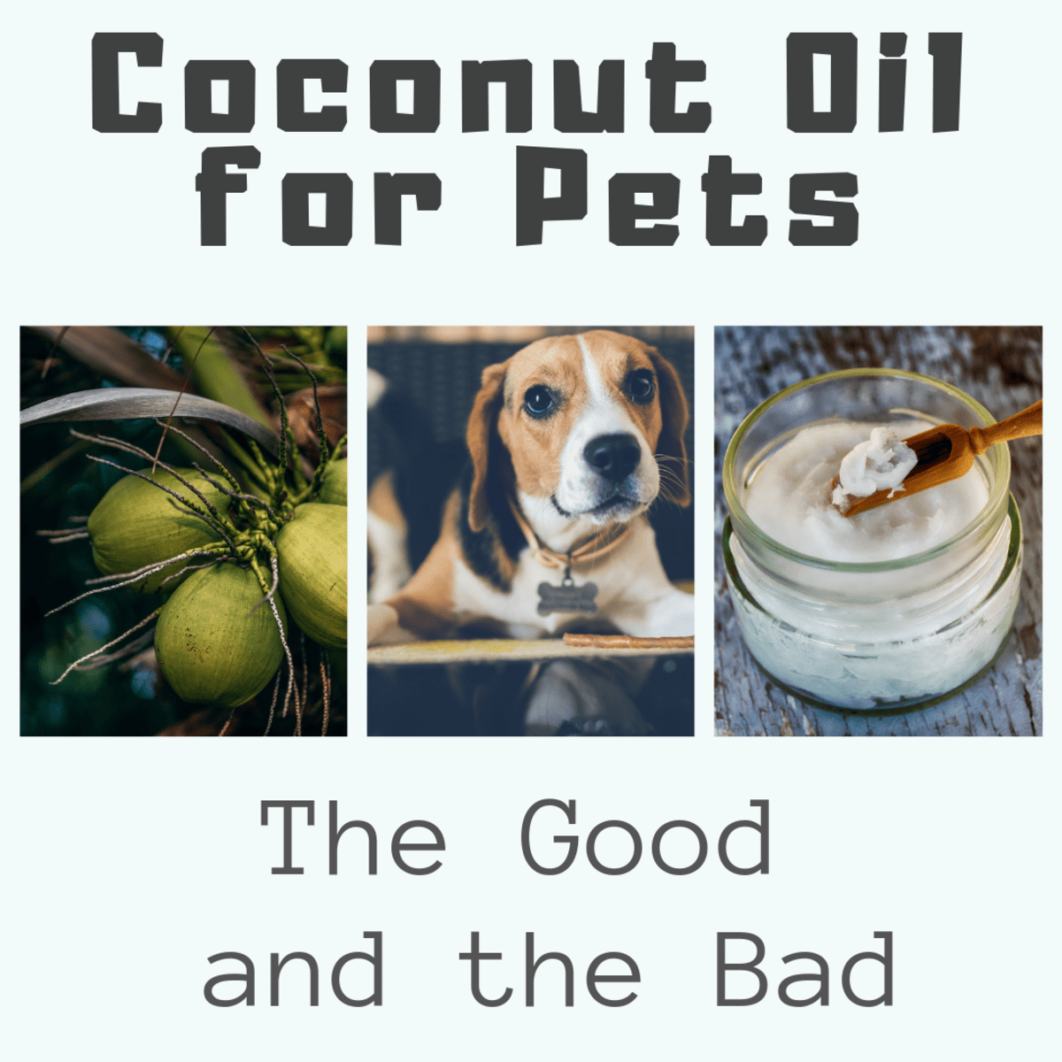 can you put coconut oil on dog hot spots