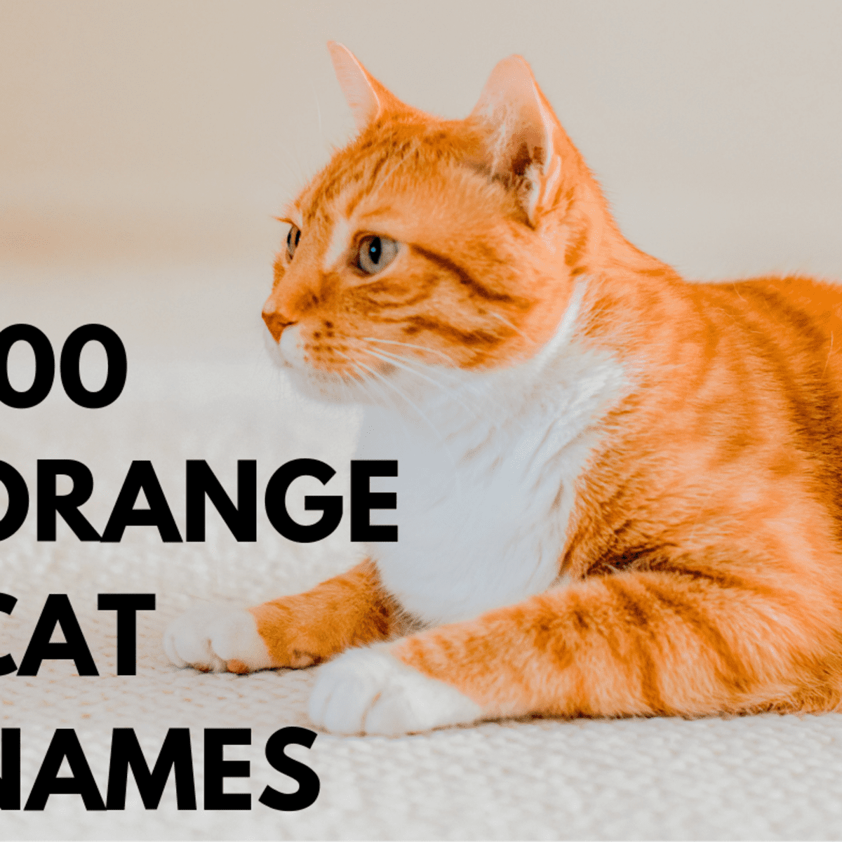 Top 100 Orange Cat Names - PetHelpful