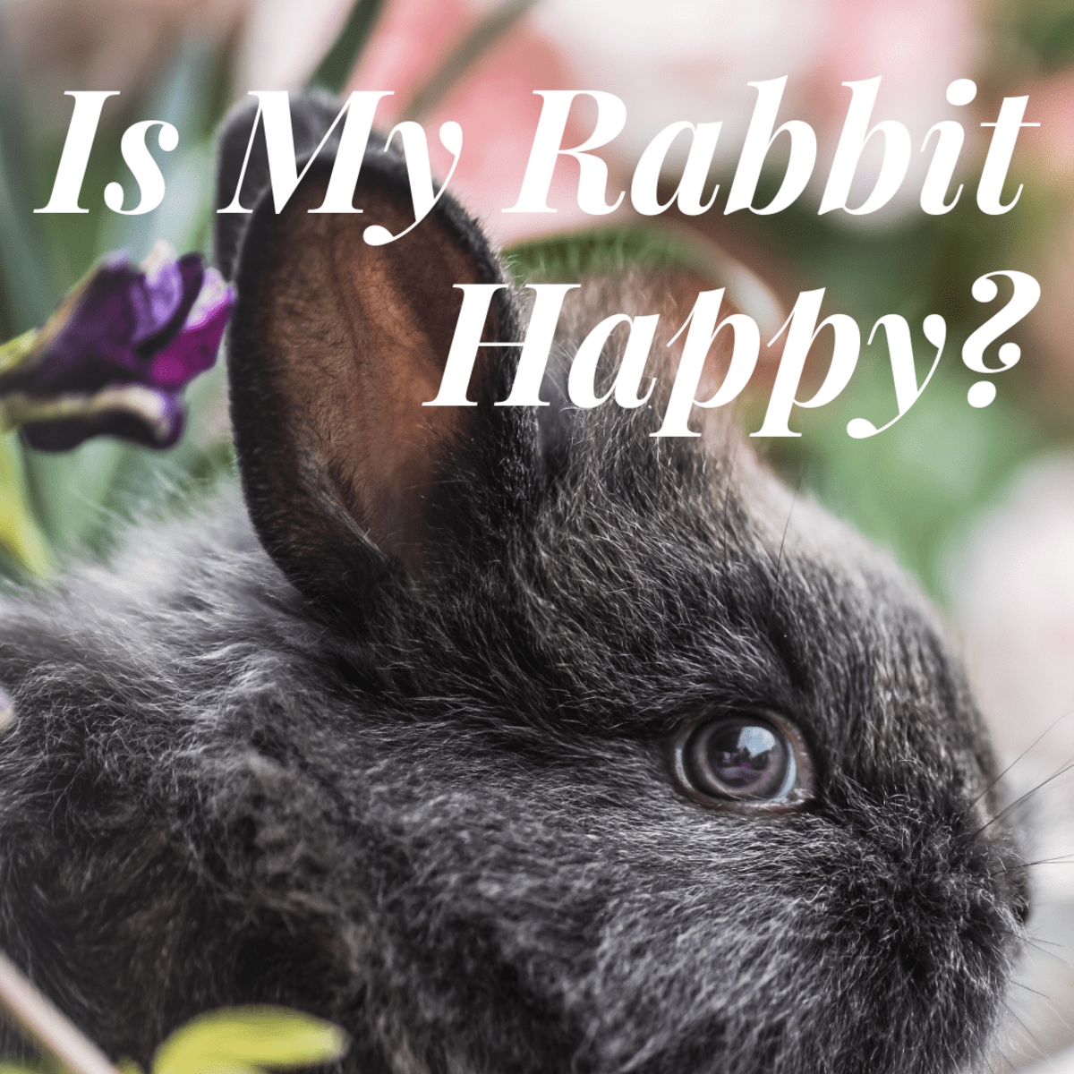 Is My Rabbit Happy Signs Your Rabbit Is Content Pethelpful