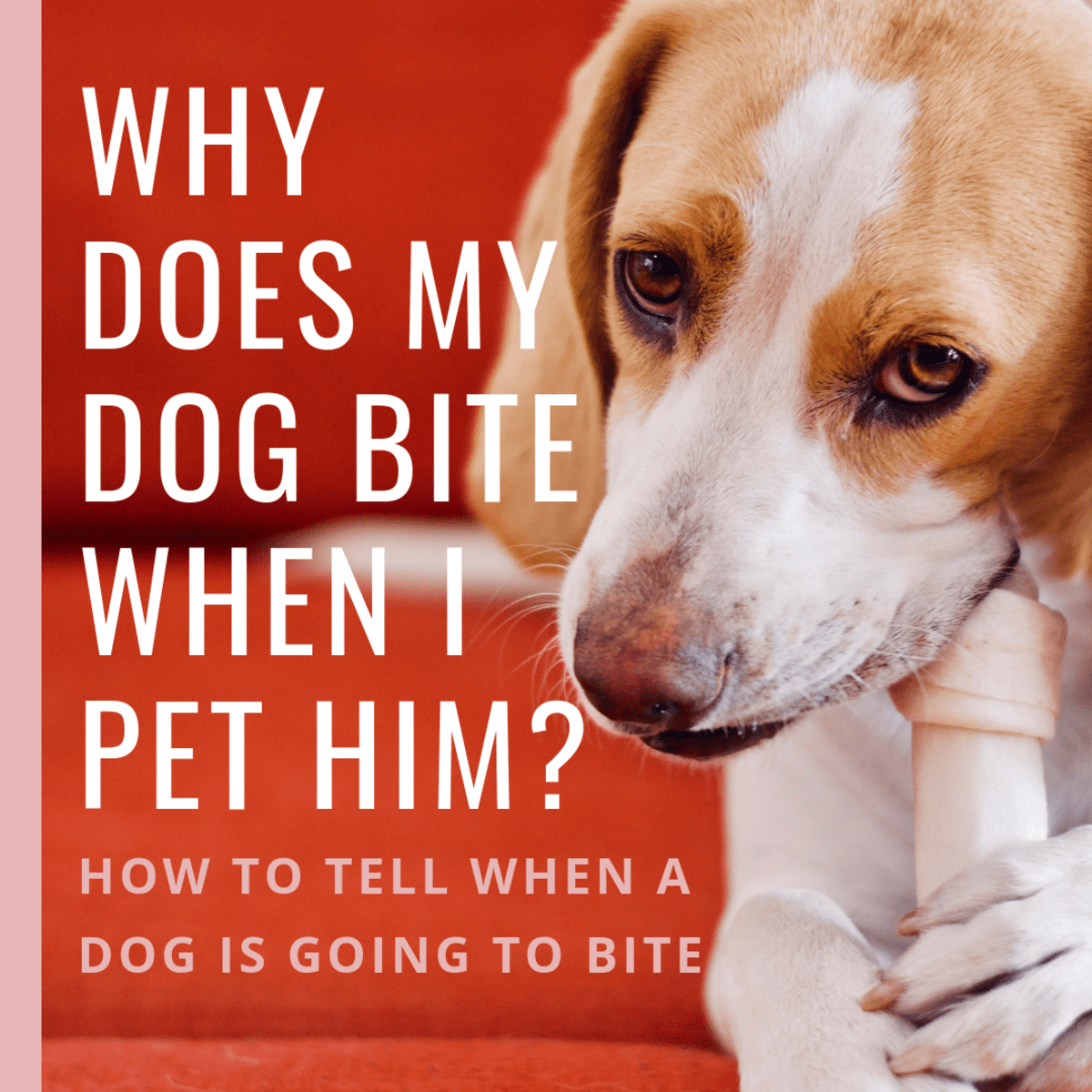 What Does Petting Mean To A Dog