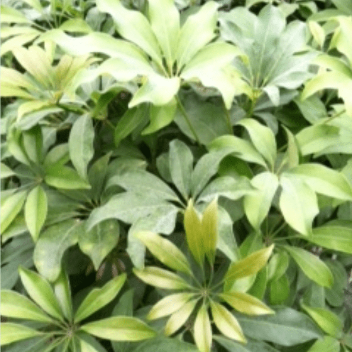 Caring For Schefflera Aka Umbrella Plant Arboricola Amate Dengarden