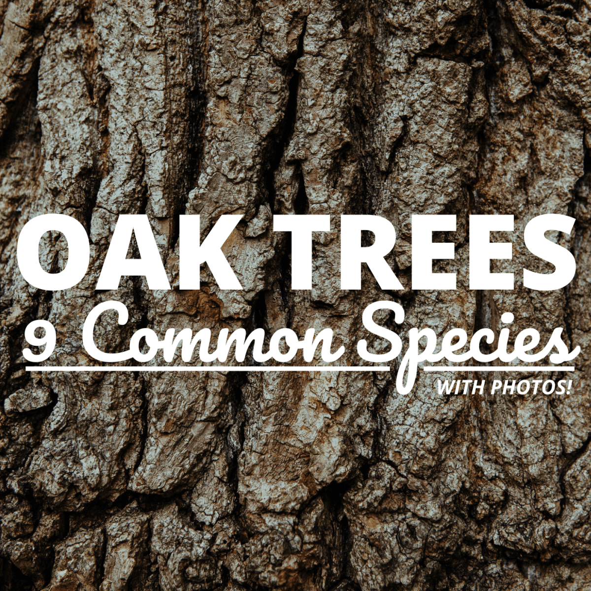 types of oak tree leaves