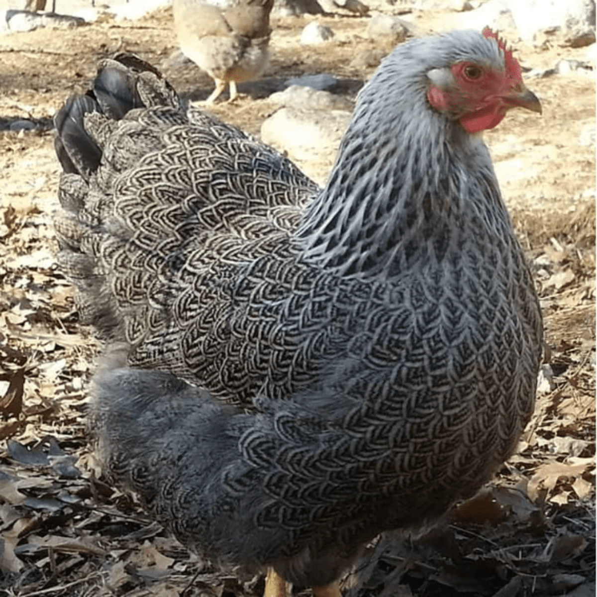 The breed of my chickens ?? : r/chickens