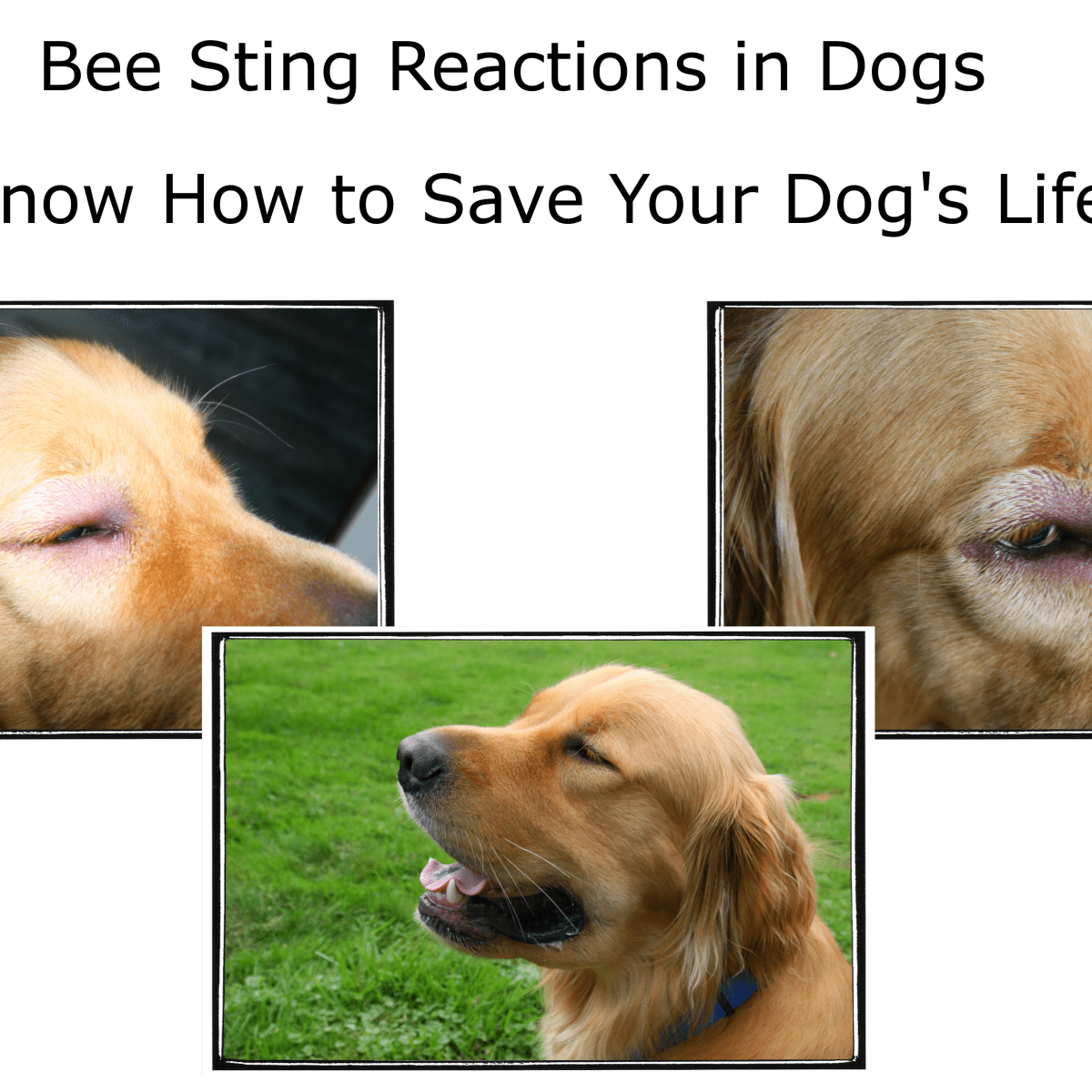 what happens if dogs eat bees