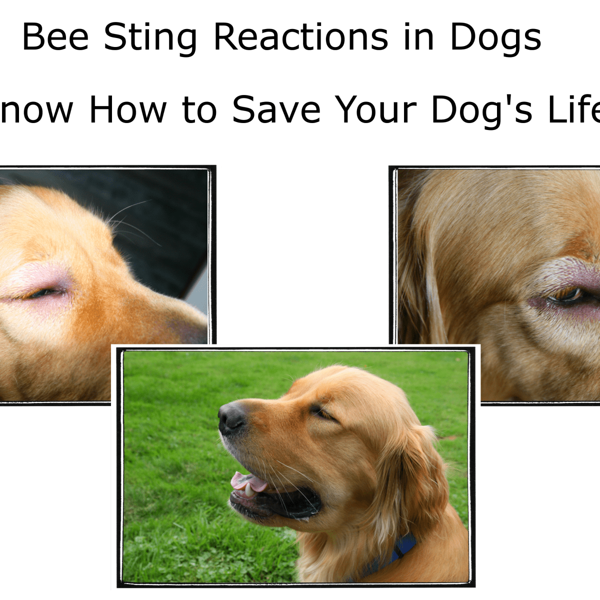 What Happens If Your Dog Eats A Wasp What Happens If Your Dog Eats A Wasp