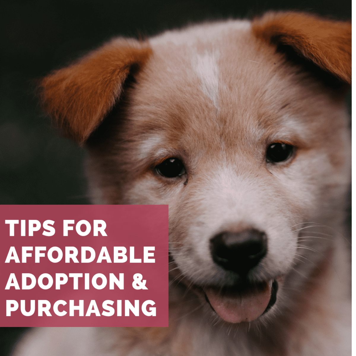 what are the cheapest puppy breeds