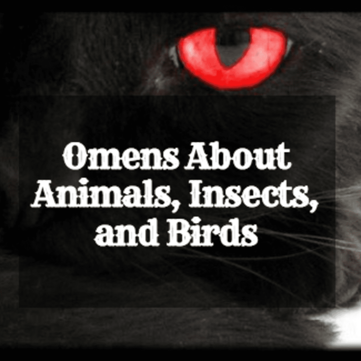Animal, Insect, and Bird Omens and Their Meanings - Exemplore