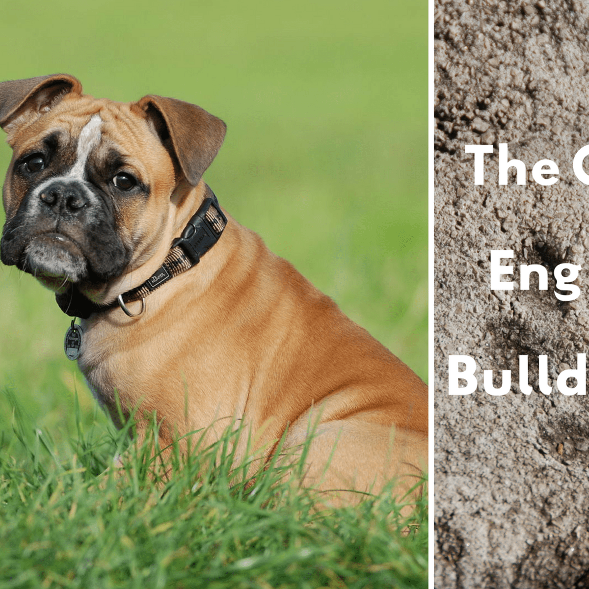 Olde Bulldogge Information and Facts: This Dog Breed Right for - PetHelpful