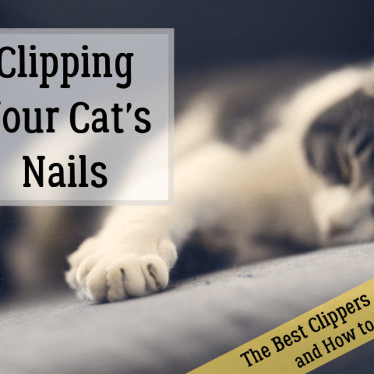 The Best Clippers for Cat Nails (How to Trim Your Cat's Claws) - PetHelpful