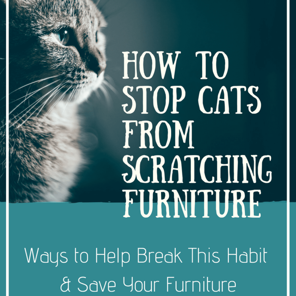 prevent cat from scratching