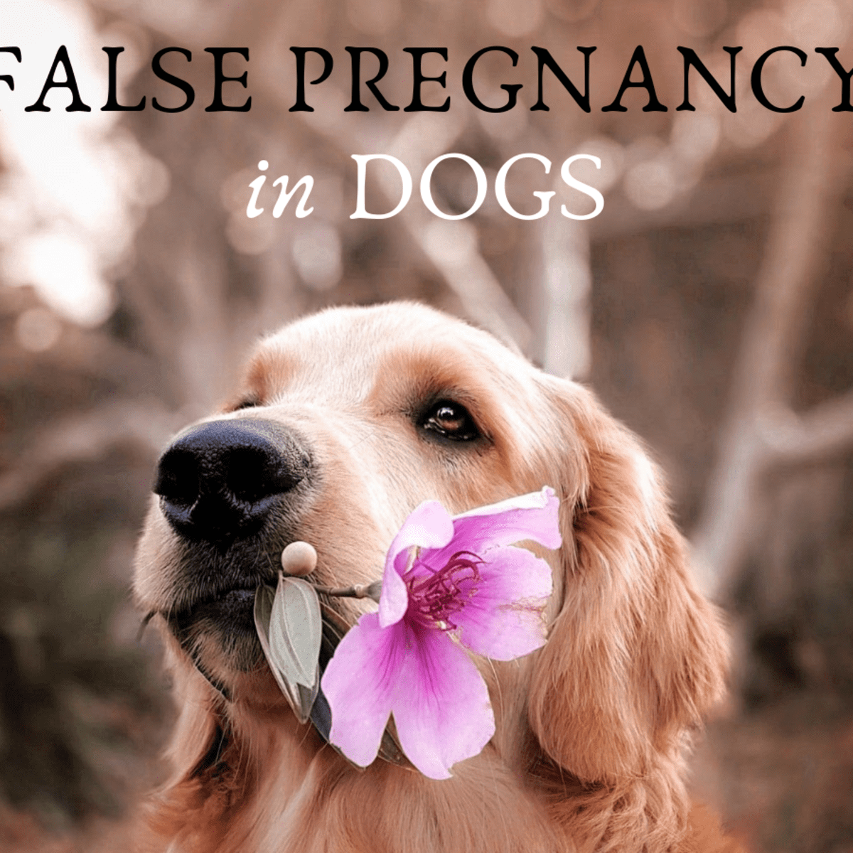 do dogs vomit when pregnant