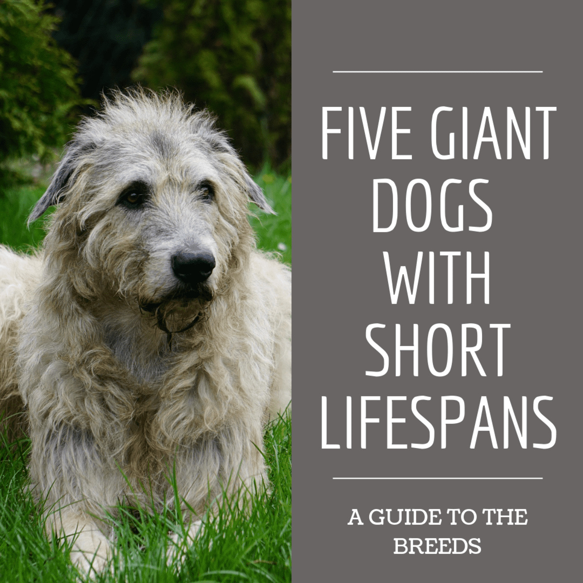 Five Giant Dog Breeds With Short Lifespans and What You Can Do To Help -  PetHelpful