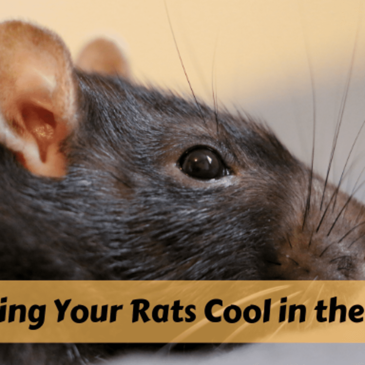 How to Keep Your Pet Rats Cool During Summer - PetHelpful
