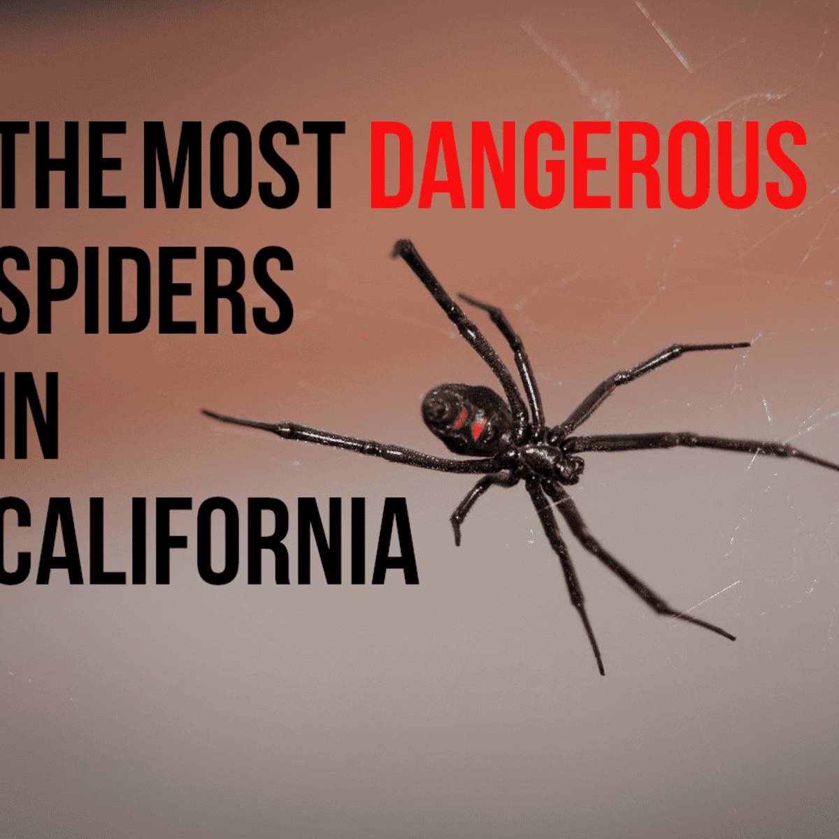 Black Widow Spider Actual Size : Black Widow Spider Bite Causes
