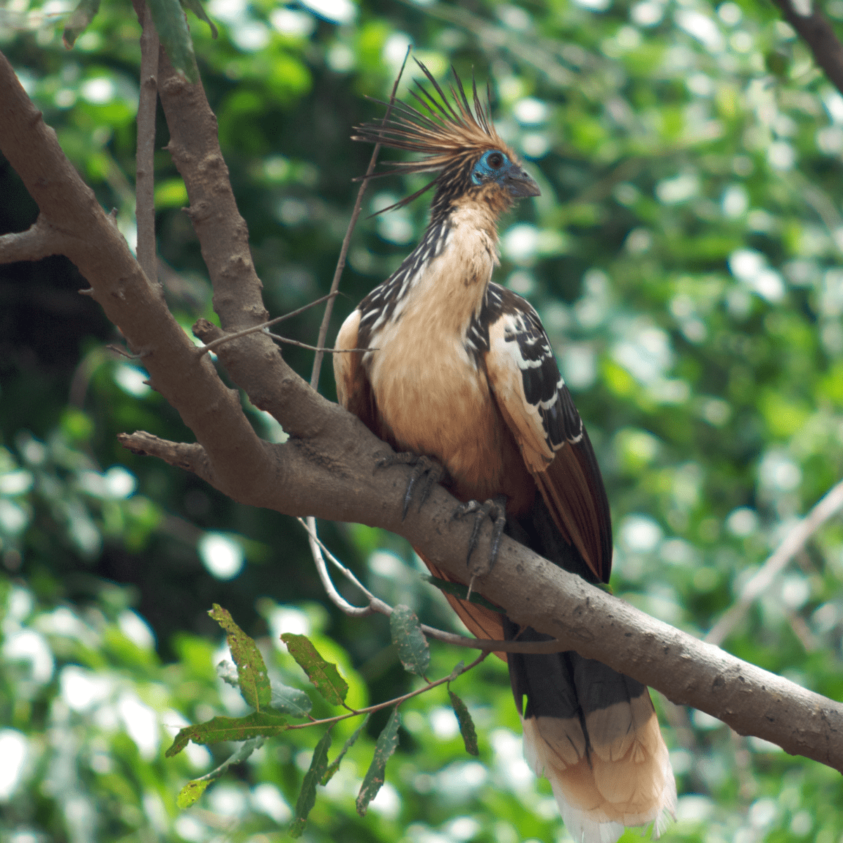 A Wildlife Safari In Suriname: What To Expect