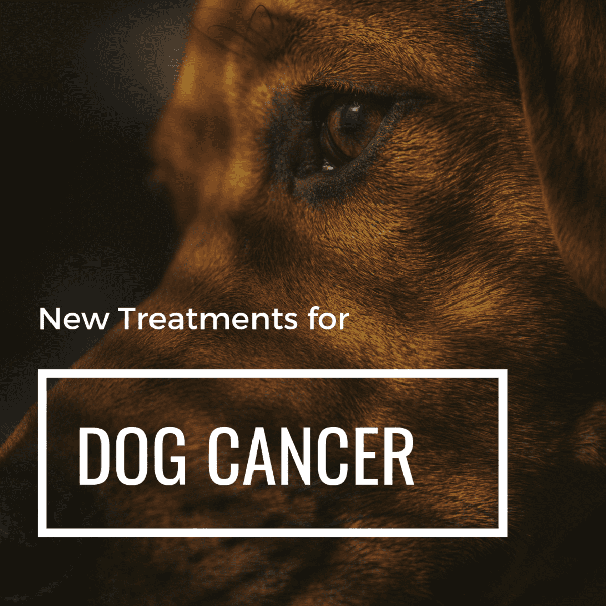 dog prostate cancer natural treatment)