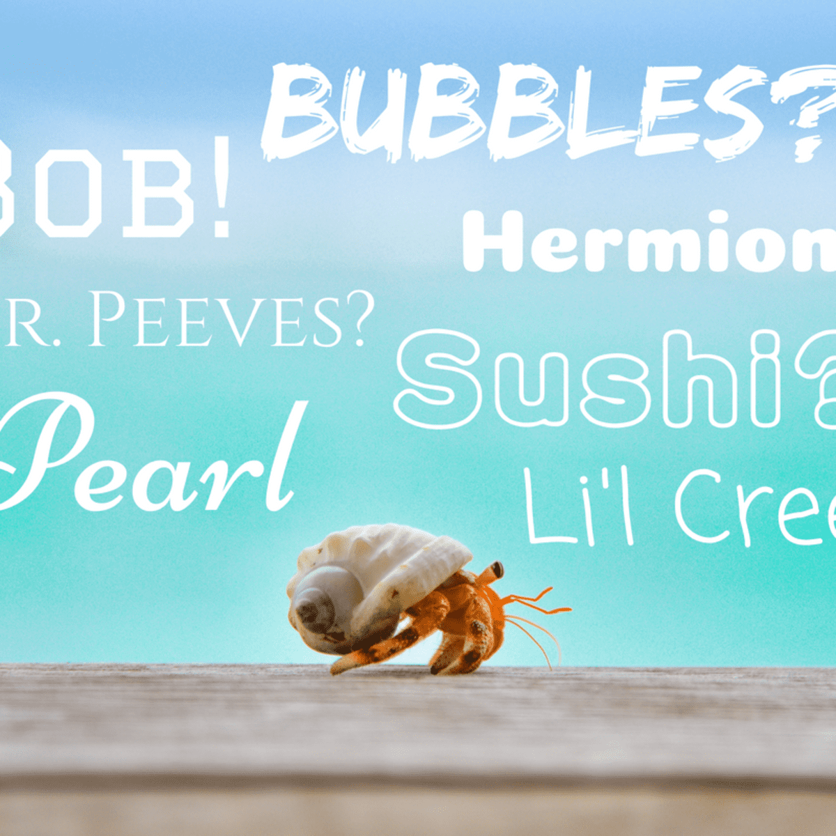 100 Great Ideas For Hermit Crab Names From Bubbles To Wave Pethelpful