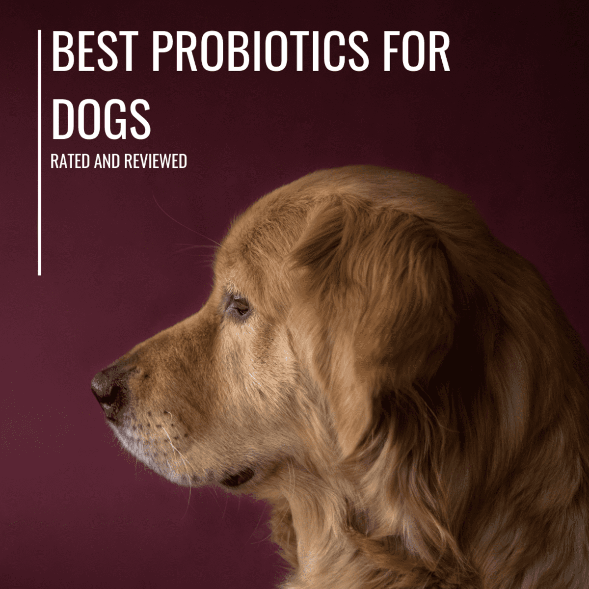 Wild Belly Dog Probiotics Review