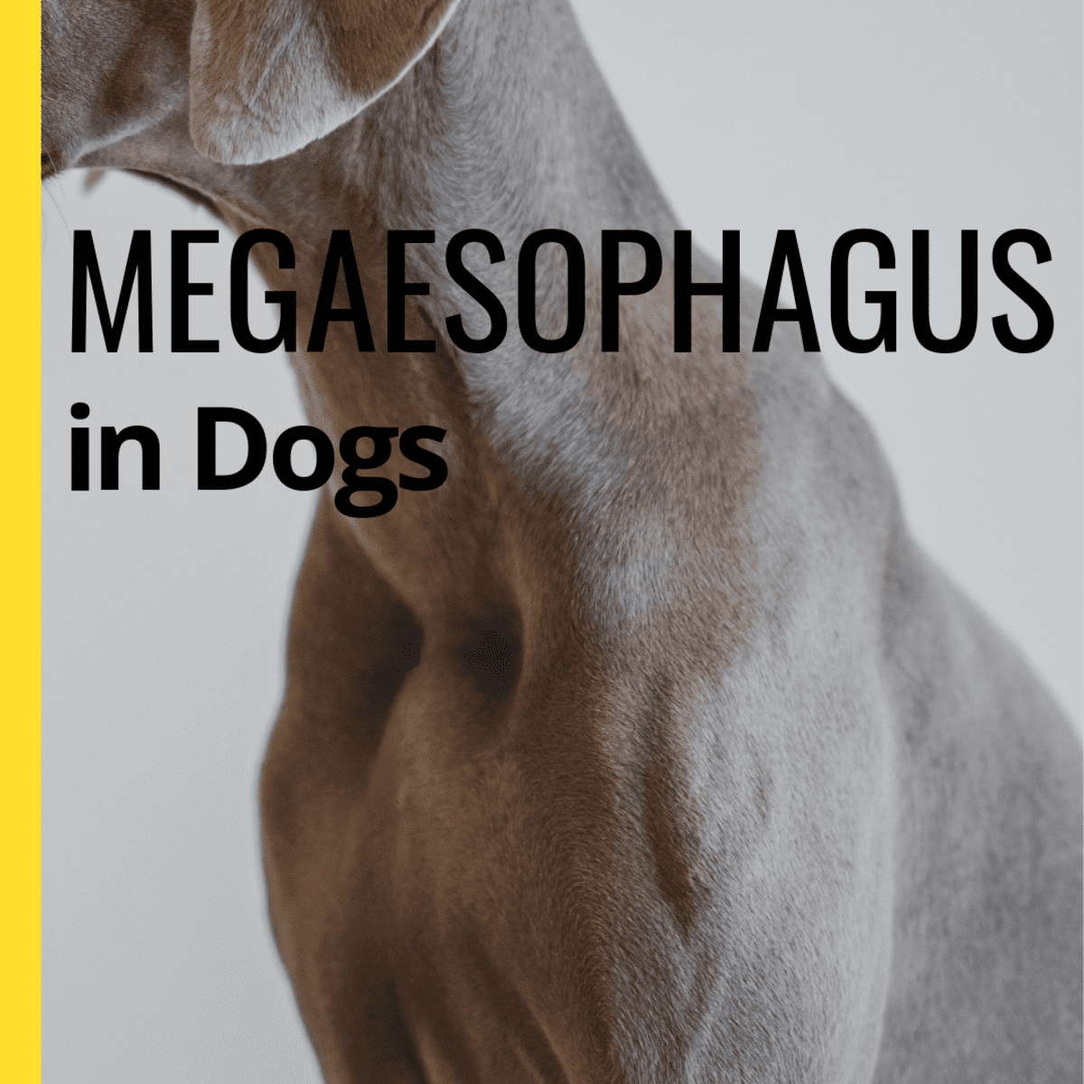 best canned dog food for dogs with megaesophagus