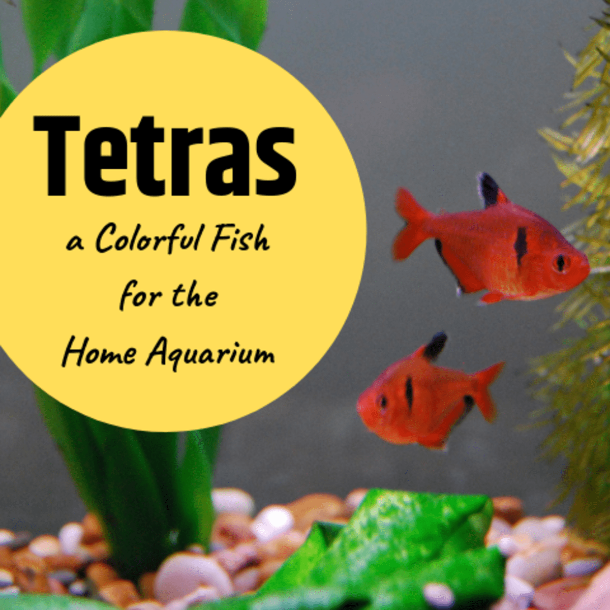 pets at home tetra