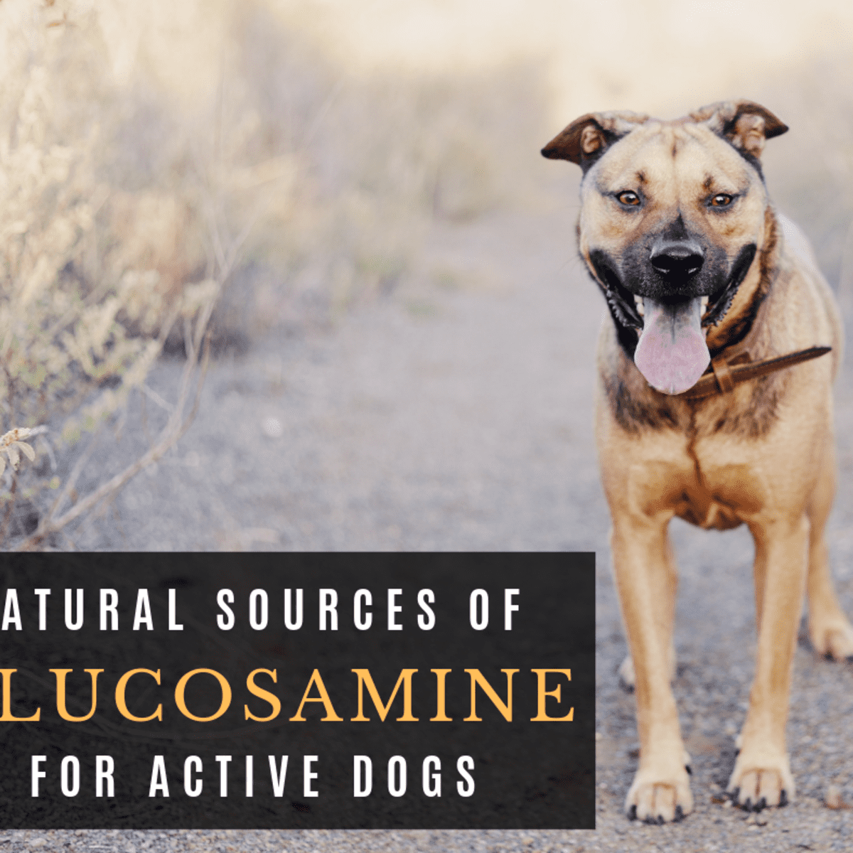 is glucosamine ok for puppies