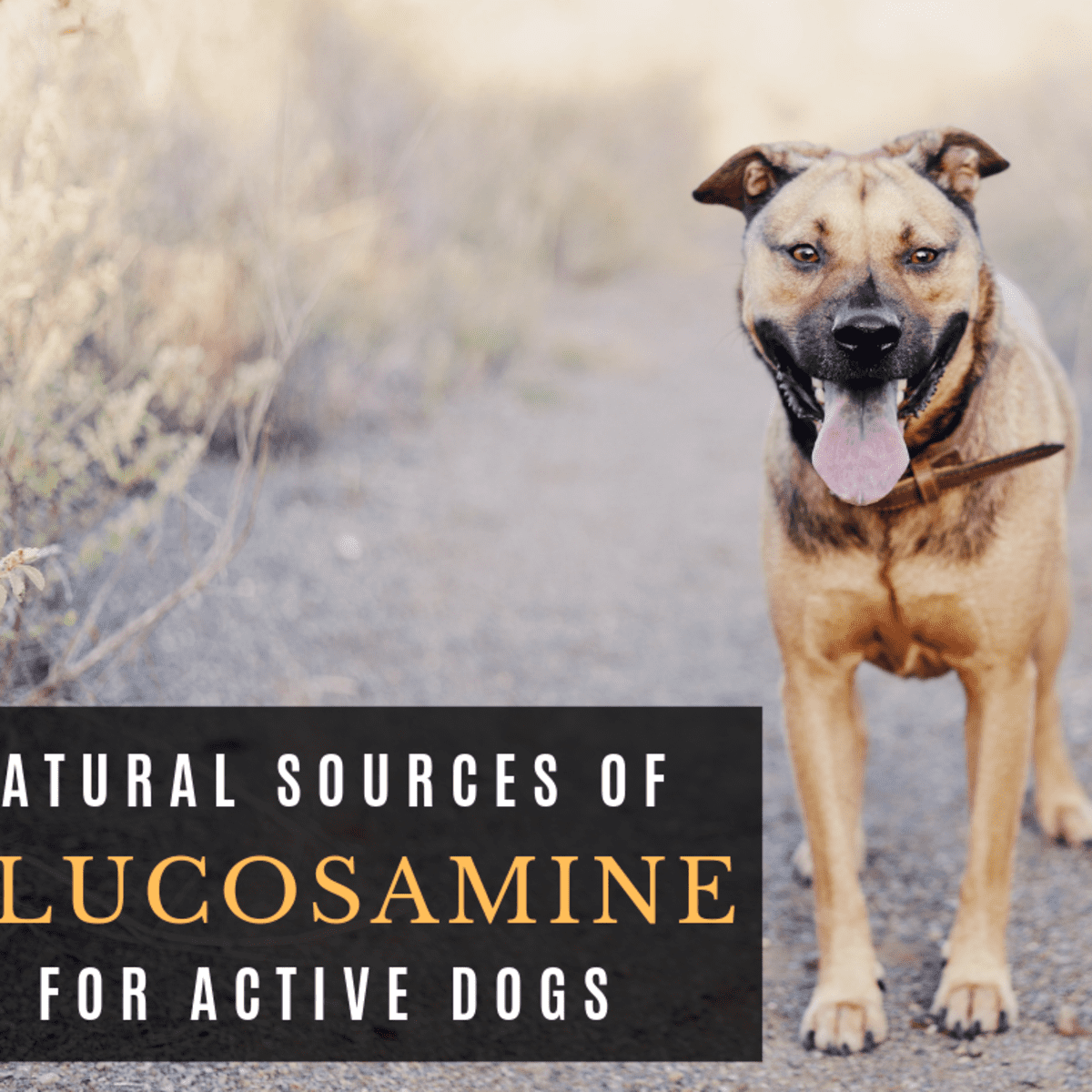 how many mg of glucosamine should i give my dog