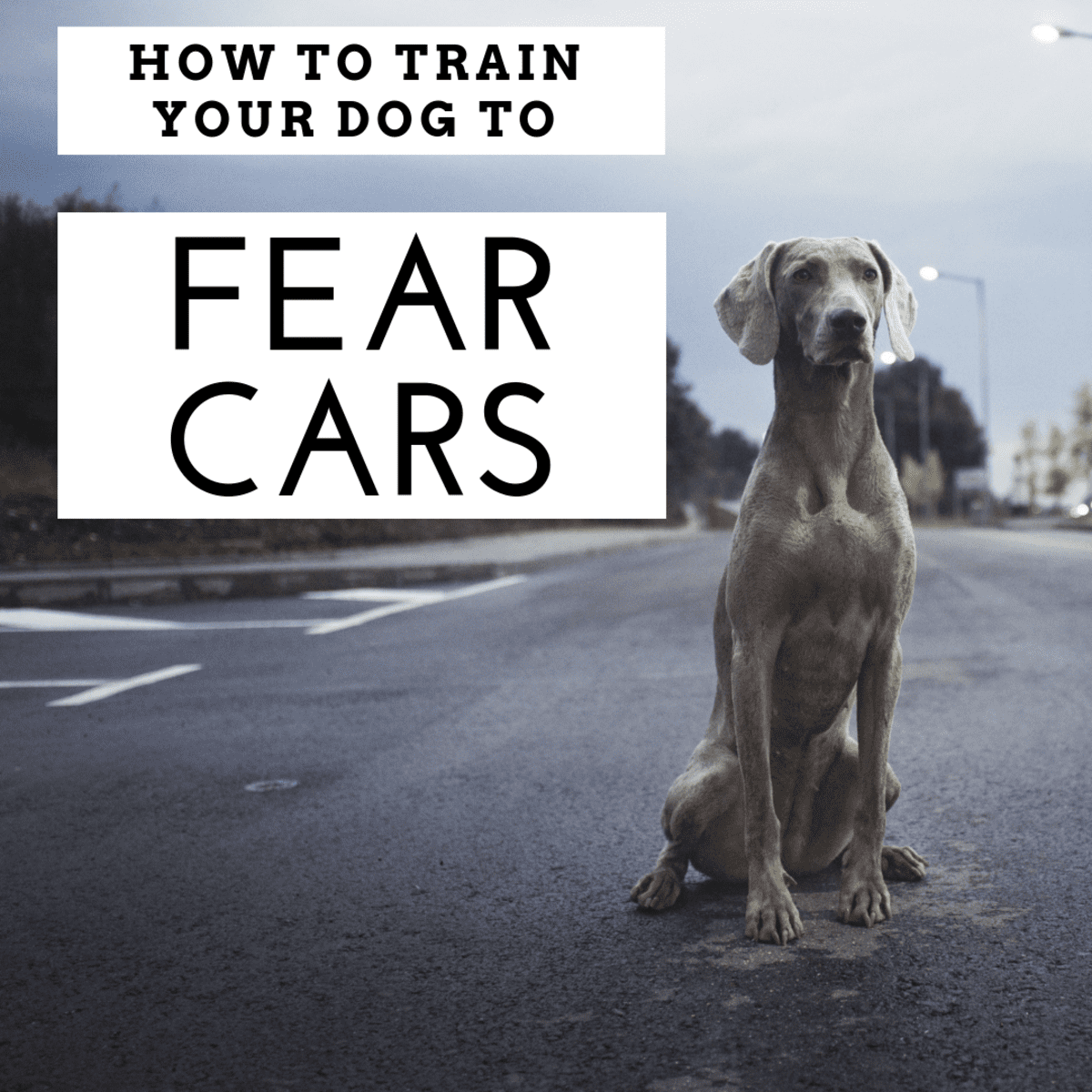 why are dogs afraid of cars