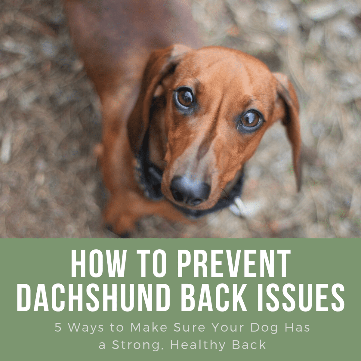 what health problems do dachshunds have