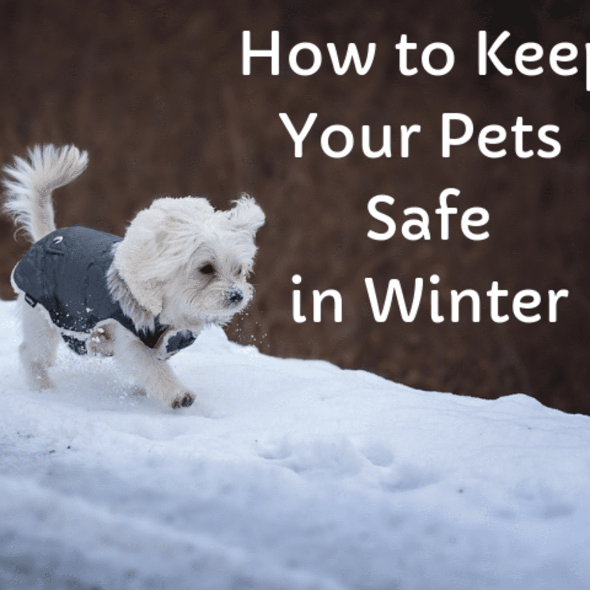 are dogs safe outside in the cold