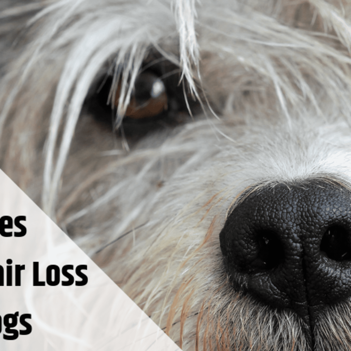 Why Is My Dog Losing Hair and What Should I Do About It? - PetHelpful