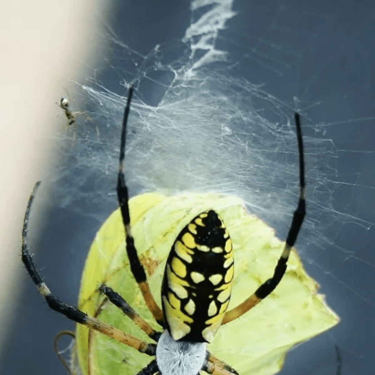 What To Know About Garden Spiders