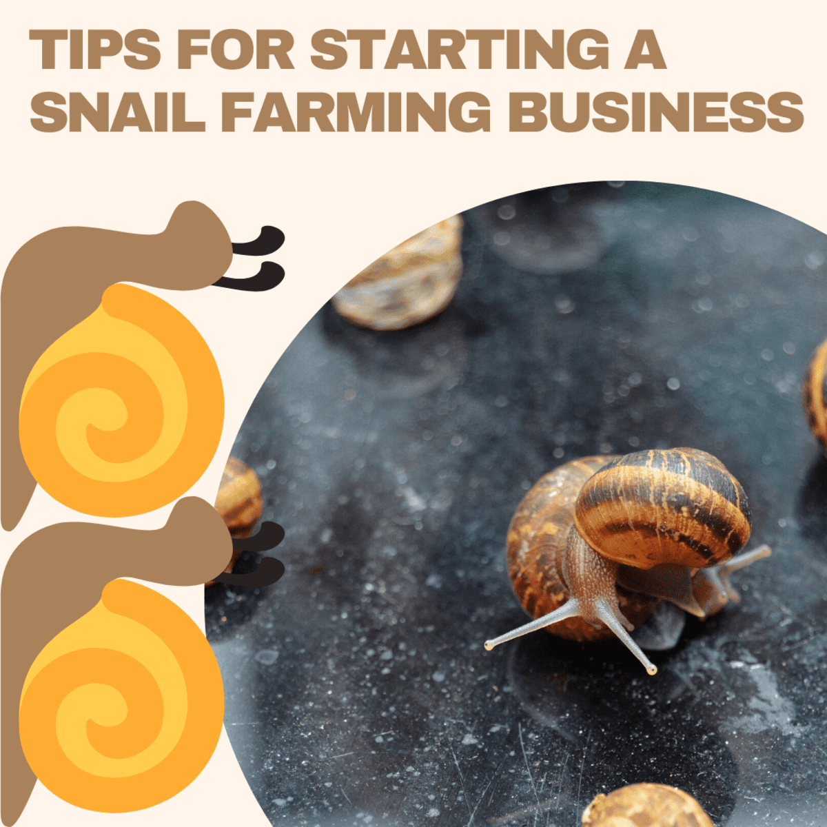 business plan for snail farming in ghana