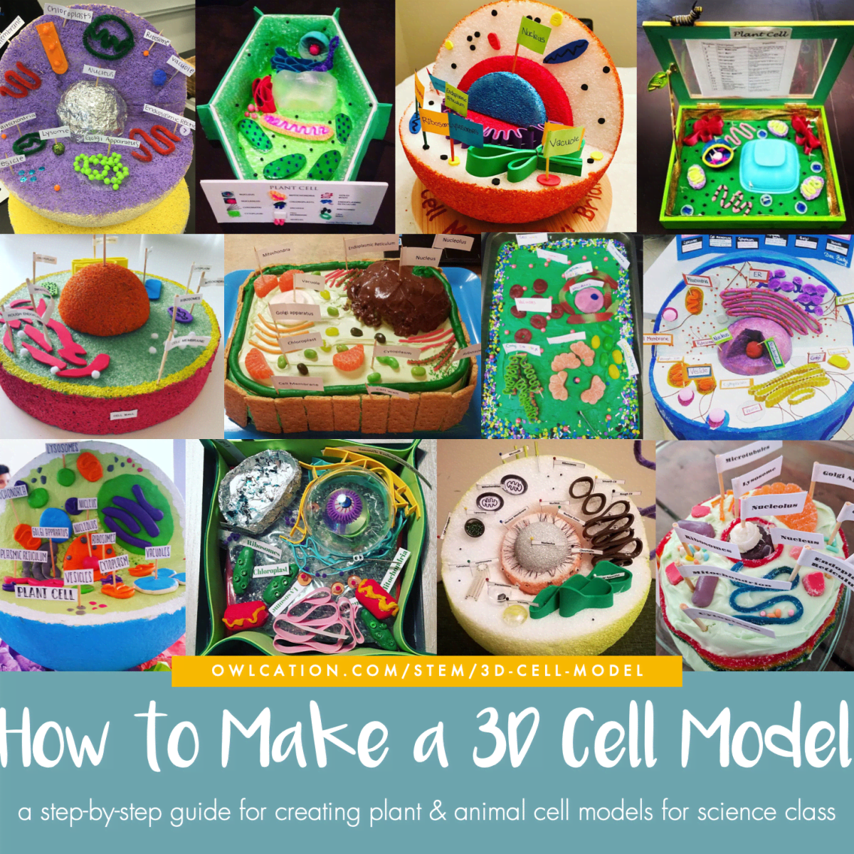 How to Create 3D Plant Cell and Animal Cell Models for Science Class -  Owlcation