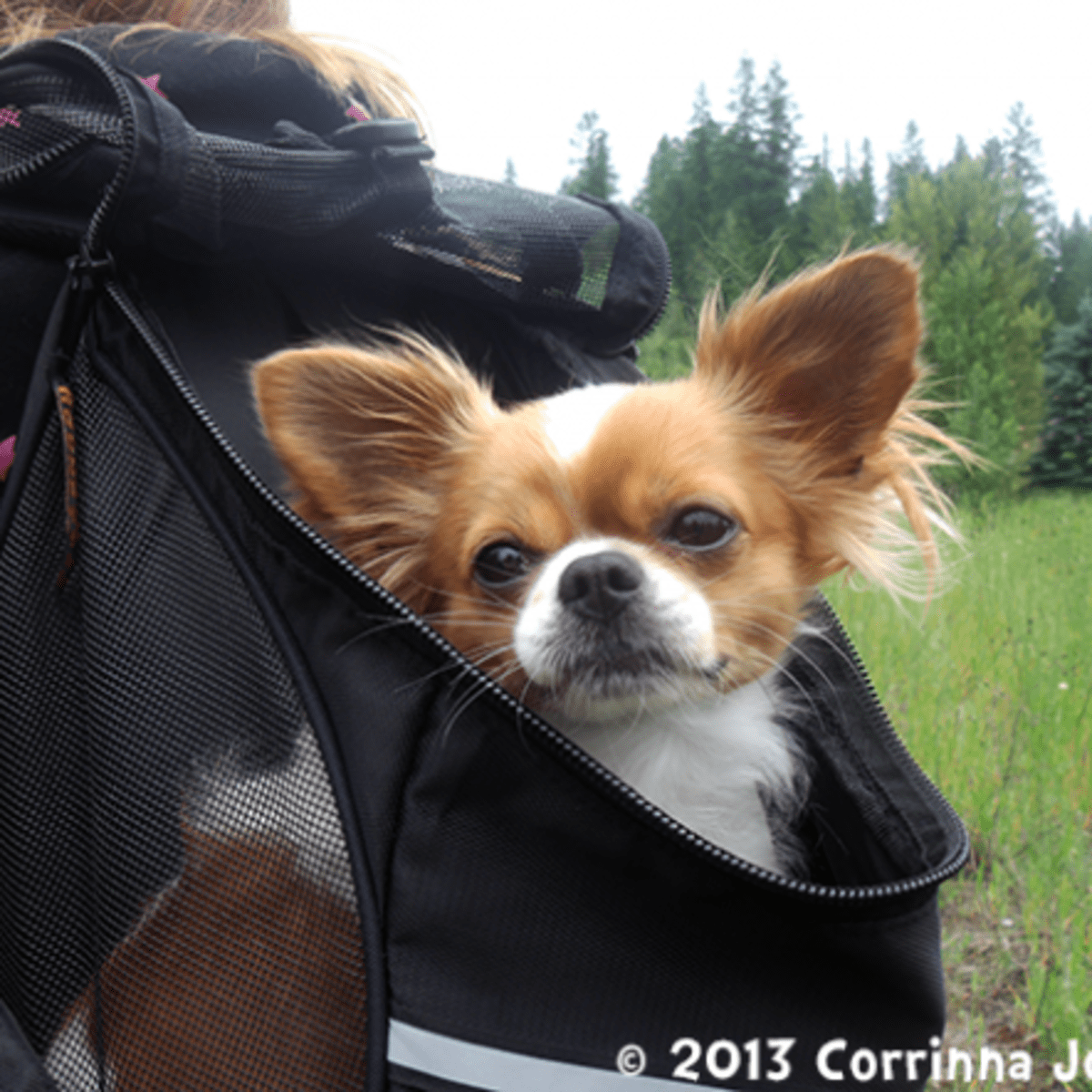 outward hound pooch pouch backpack