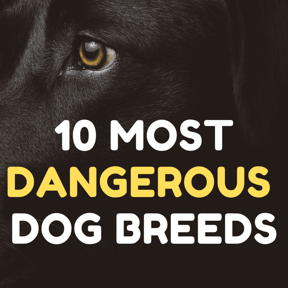 Most Dangerous Dog Breeds: Dog Bite and Attack Statistics - PetHelpful