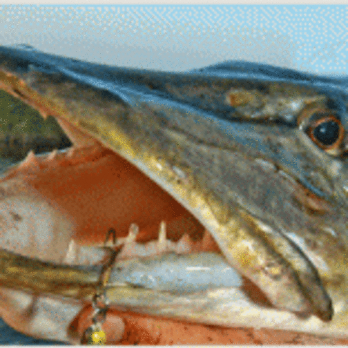 Dead Baiting for Monster Northern Pike - HubPages