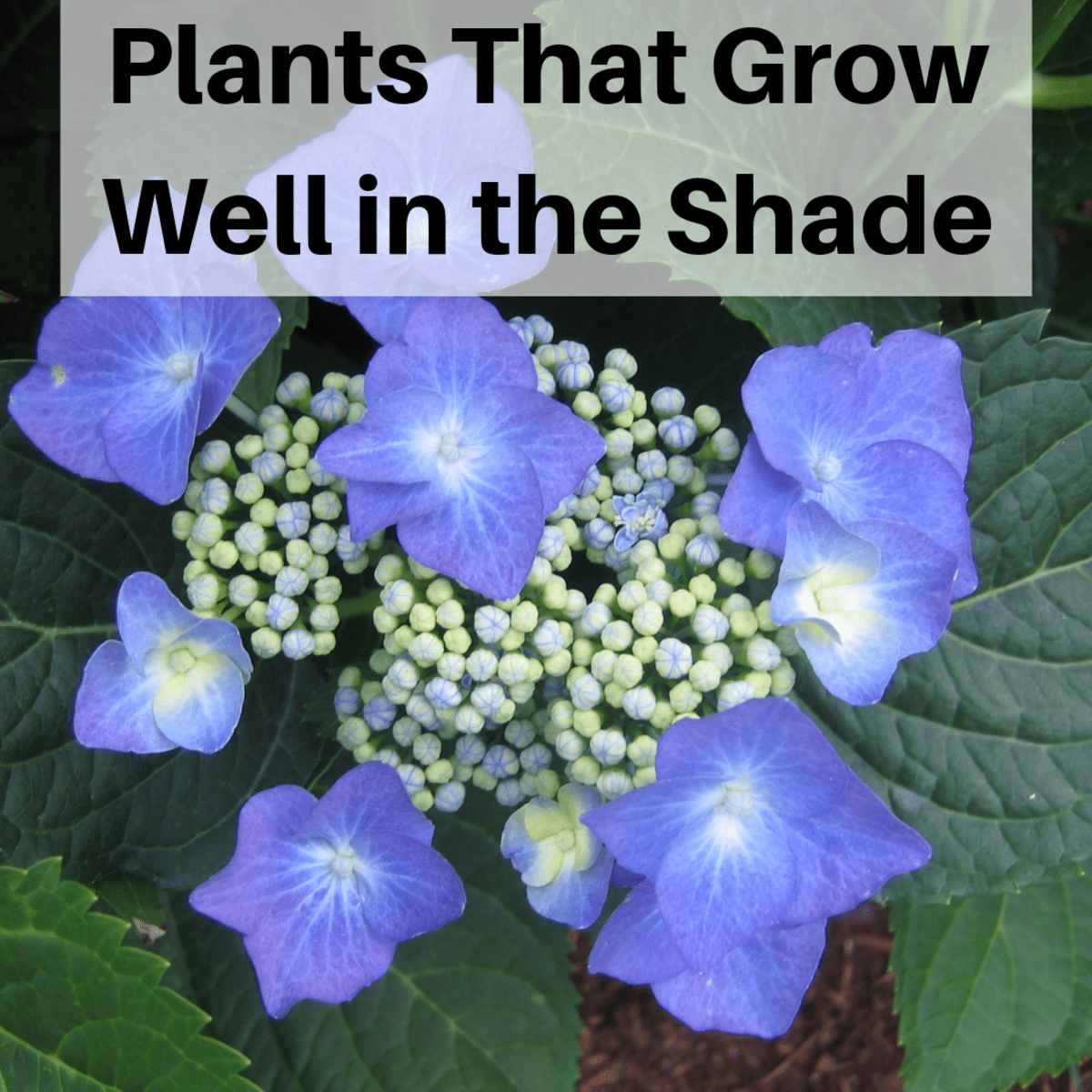 Plants That Will Grow in the Shade   Dengarden