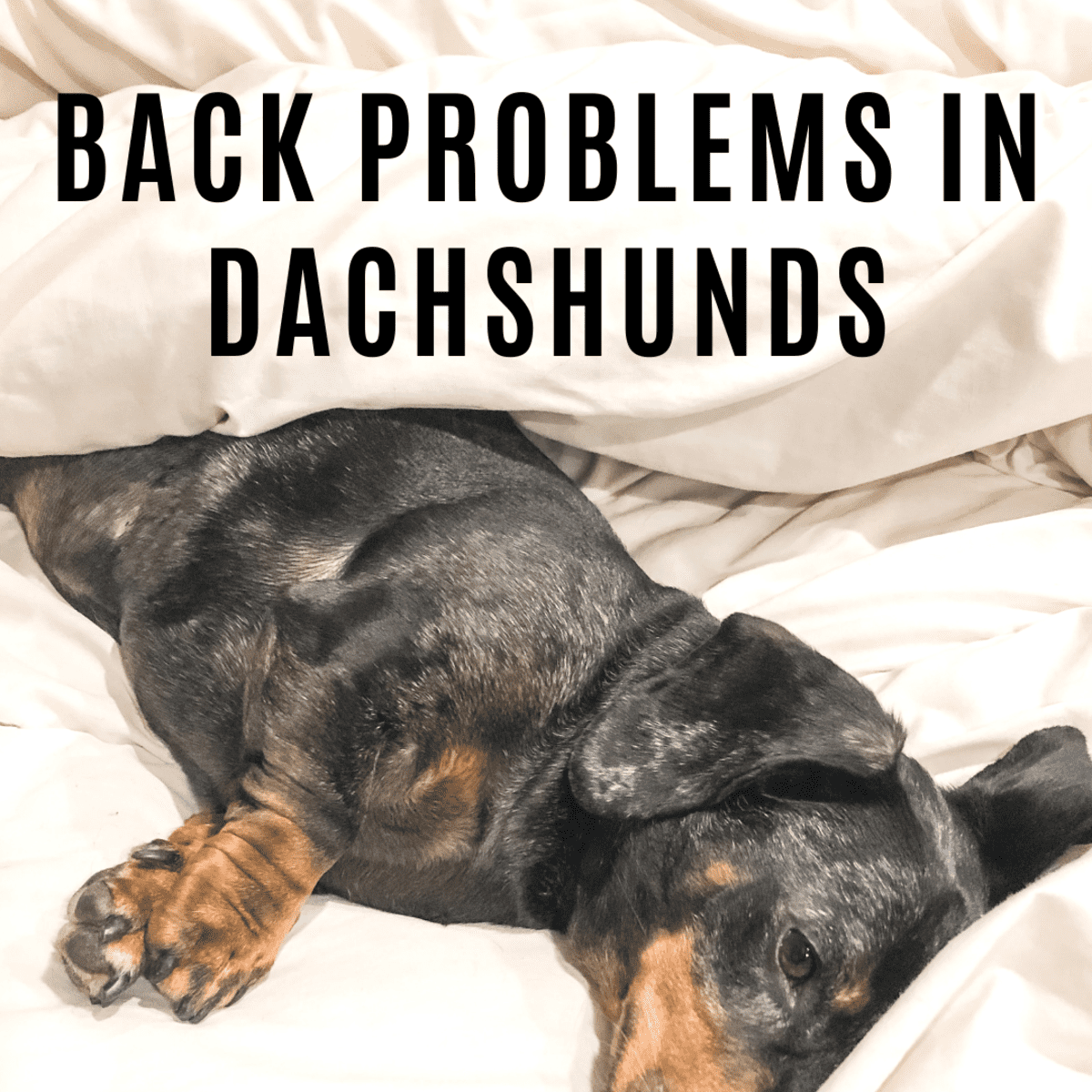 is jumping bad for dachshunds