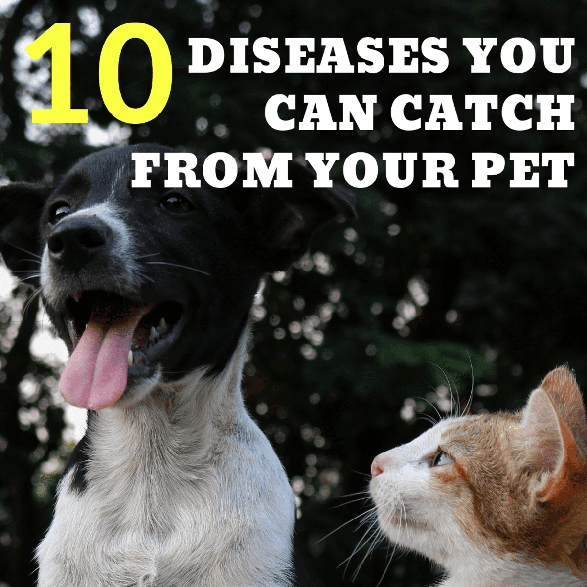 can dogs give cats diseases